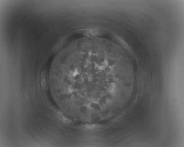 X0000083600169200702091229