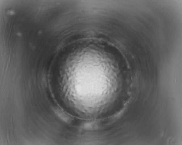 X0000083600178200702091229