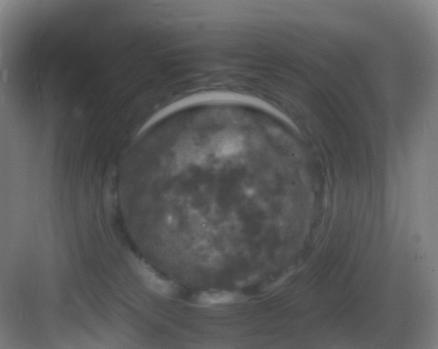 X0000083600181200702091229