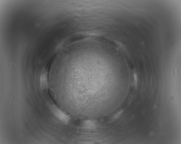 X0000083600238200702091228