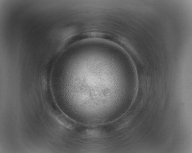 X0000083600259200702091227