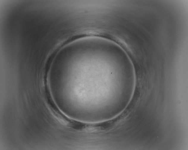 X0000083600299200702091227