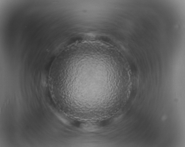 X0000083600331200702091226