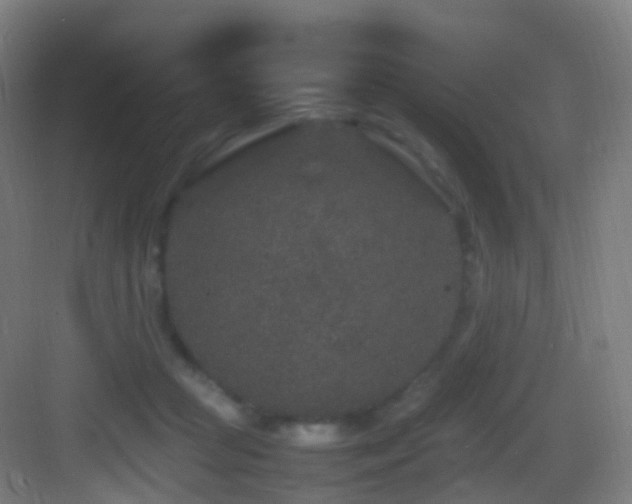 X0000083600361200702091226