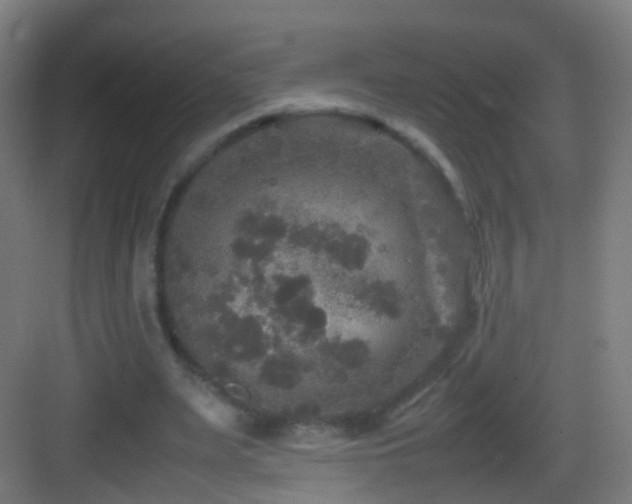 X0000083600487200702091224