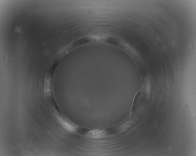 X0000083600526200702091223