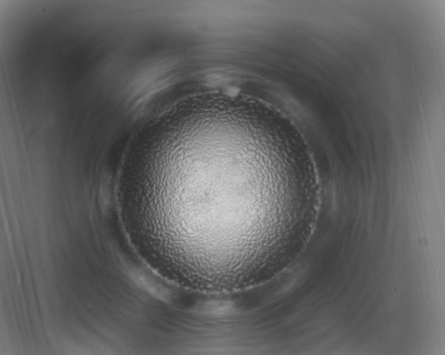 X0000083600554200702091223