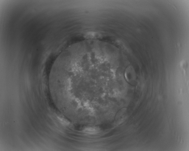 X0000083600659200702091221