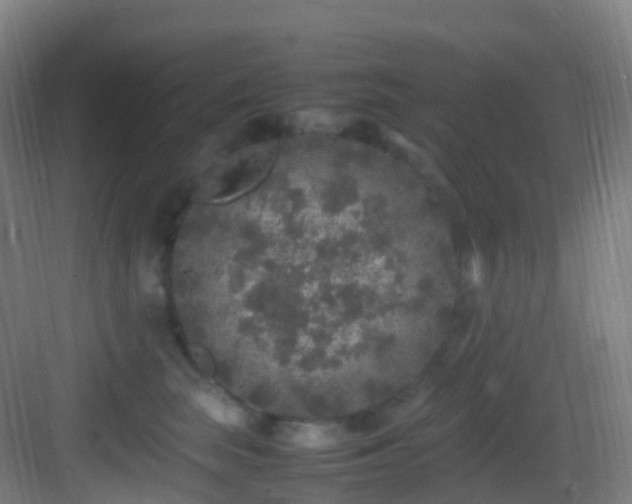 X0000083600663200702091221