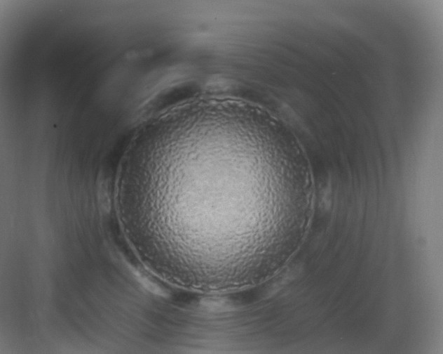 X0000083600666200702091221