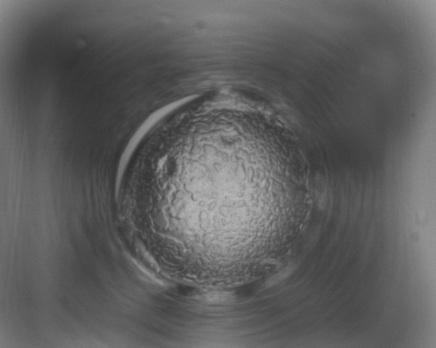 X0000083600670200702091221