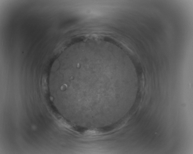 X0000083600699200702091220