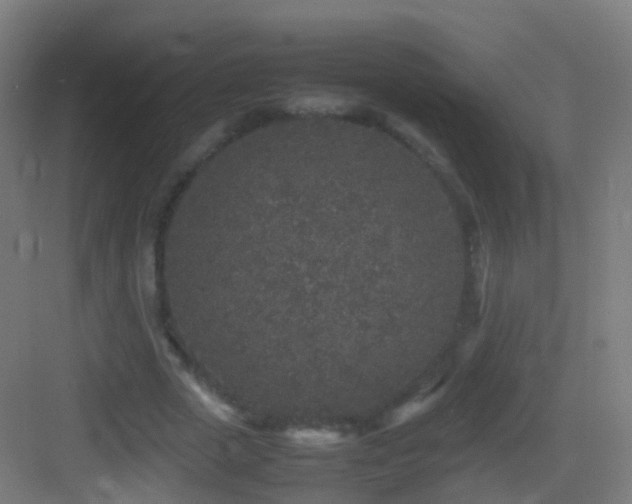 X0000083600729200702091219