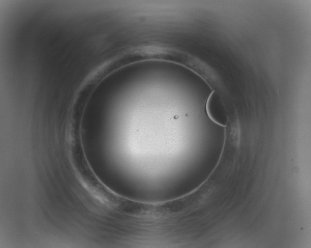 X0000083600732200702091219