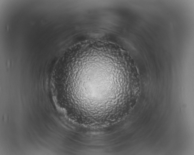 X0000083600745200702091219