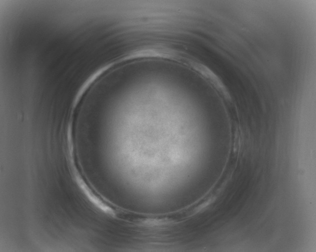 X0000083600796200702091218