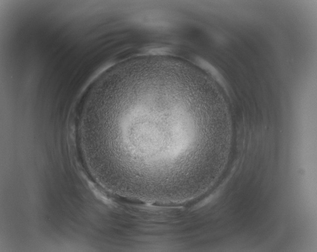 X0000083600827200702091217