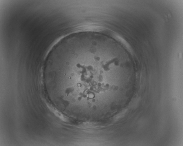 X0000083600875200702091217