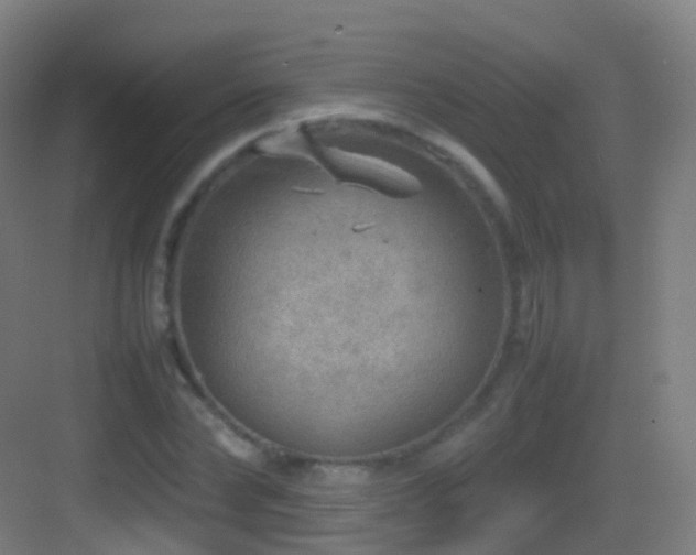 X0000083600878200702091217