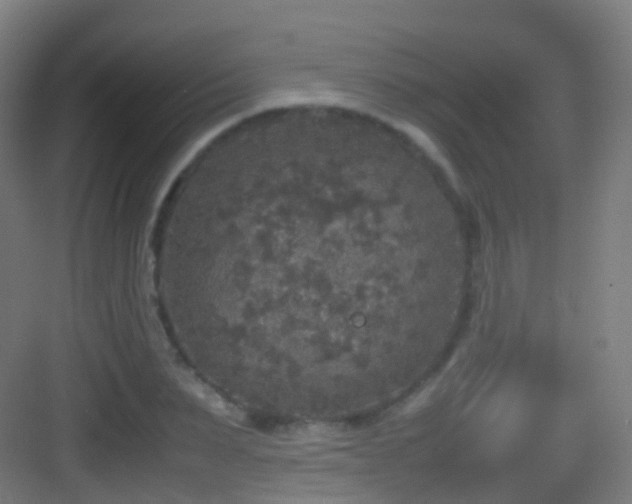 X0000083600879200702091217