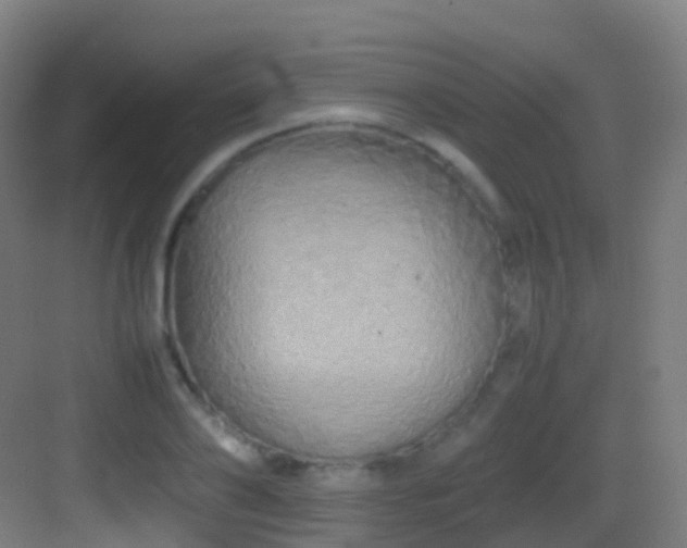 X0000083600886200702091217