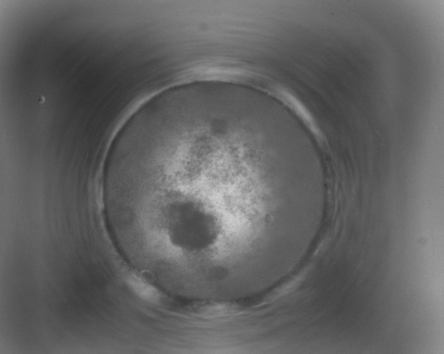 X0000083600891200702091217