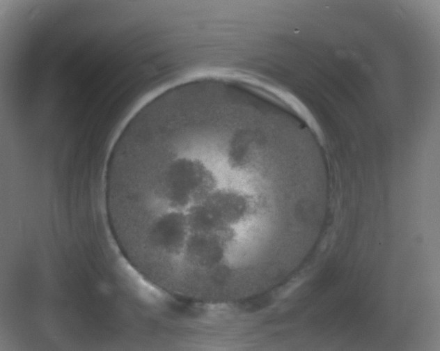 X0000083600903200702091217