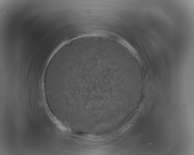 X0000083600907200702091217