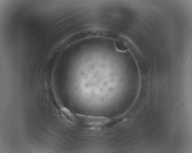 X0000083600919200702091216