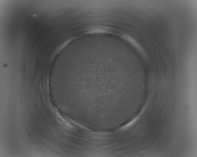 X0000083600921200702091216