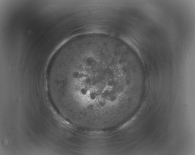 X0000083600925200702091216