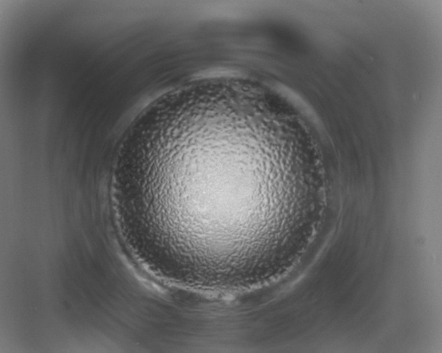 X0000083600937200702091216