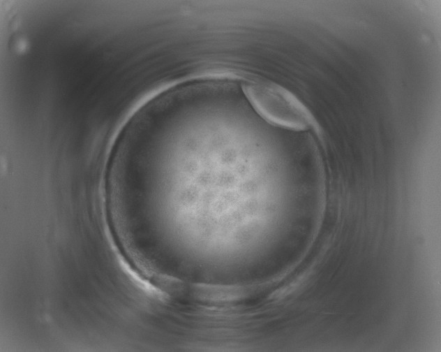 X0000083600951200702091216