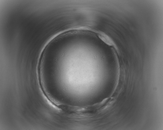 X0000083600959200702091216