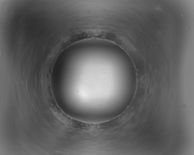 X0000083600961200702091216