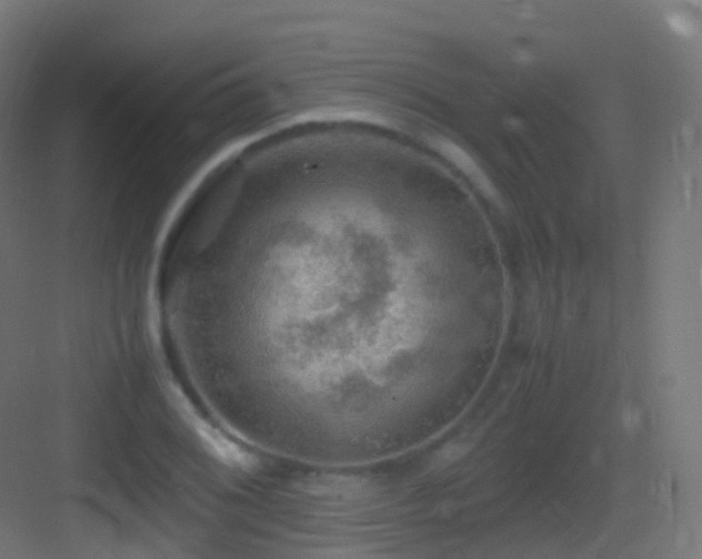 X0000083601076200702091214