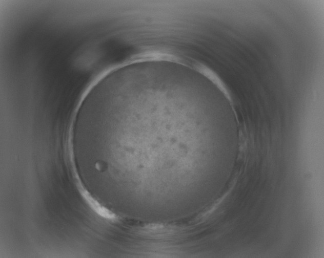 X0000083601098200702091213