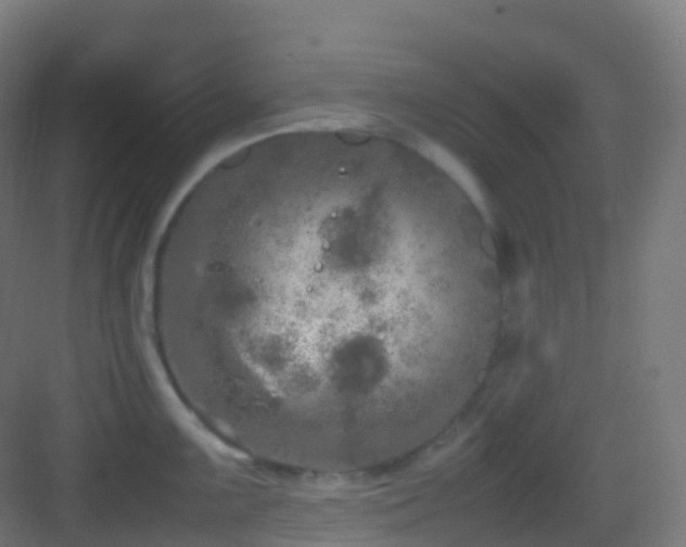 X0000083601099200702091213