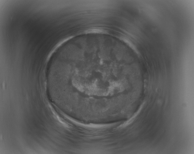 X0000083601117200702091212