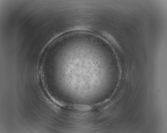 X0000083601268200702091210