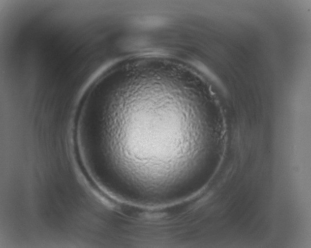X0000083601325200702091210
