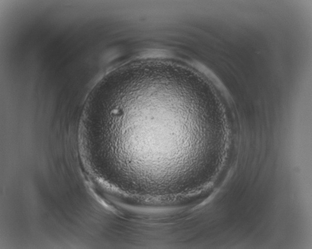 X0000083601337200702091210