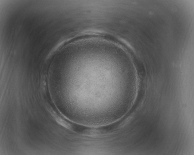 X0000083601355200702091209