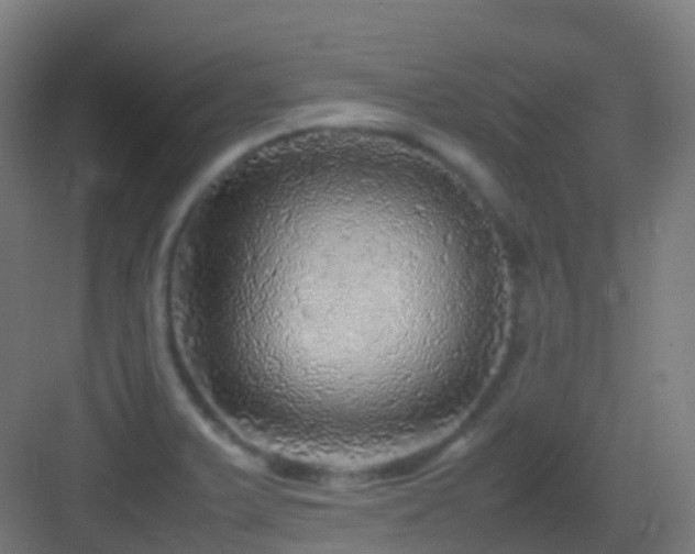 X0000083601375200702091209