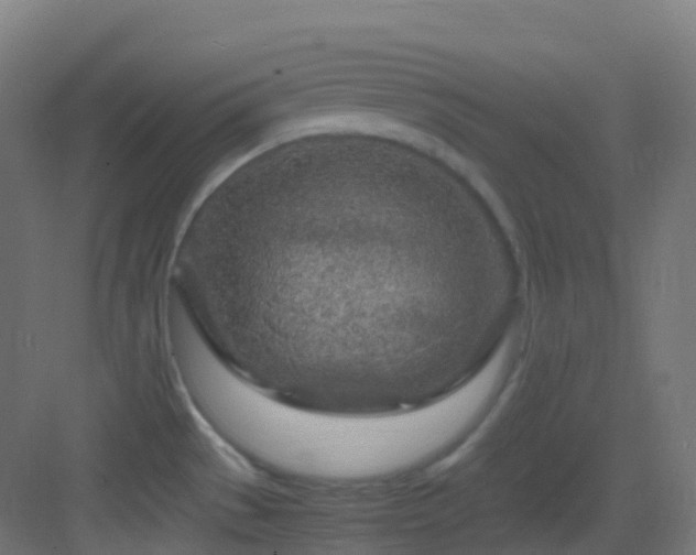 X0000083601529200702091206