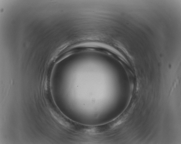 X0000083600068200702162219