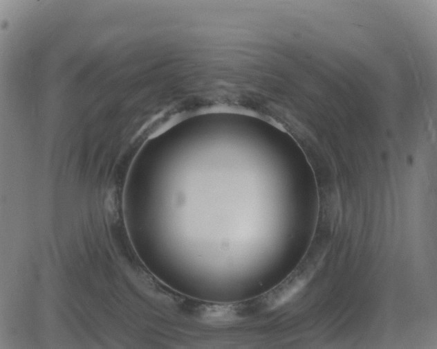 X0000083600088200702162219