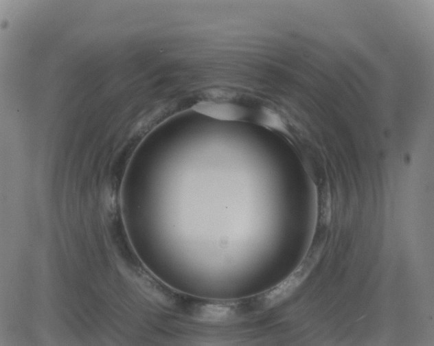 X0000083600176200702162217