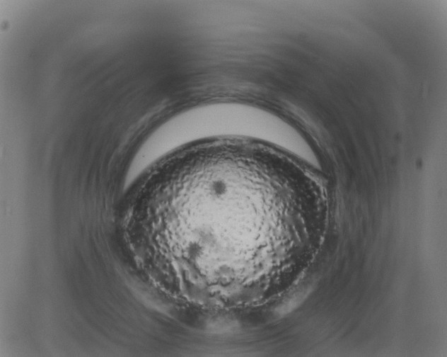 X0000083600258200702162216