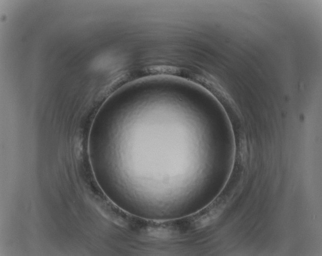 X0000083600259200702162216